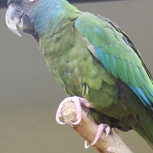 Blue-headed macaw