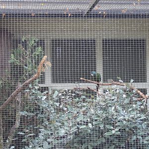 Aviary Blue-headed macaw