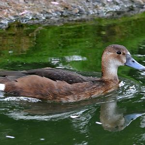 Slimbridge WWT identification please?
