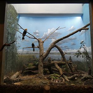 Apr. 2019 - Wings of the World - Rhinoceros Hornbill Exhibit (Now with 2 Individuals)