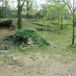 Apr 2019 - Wolf Woods - 13,000 Sq Ft Mexican Wolf Exhibit Panorama