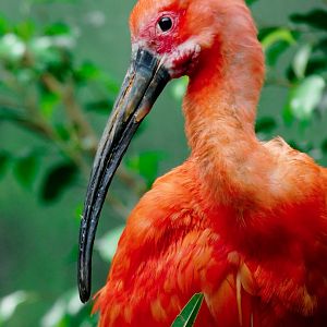 Apr. 2019 - Wings of the World - Scarlet Ibis