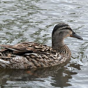 Slimbridge WWT identification