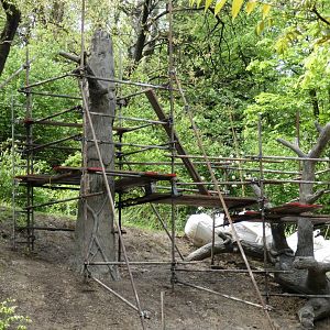 Apr. 2019 - Jungle Trails - New Trees for Orangutans