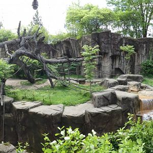 Apr. 2019 - Gorilla World - Gorilla Exhibit Panorama