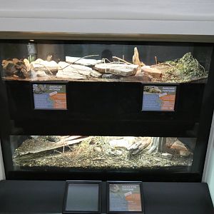 Apr. 2019 - Reptile House - Angolan Python/Pancake Tortoise (Newly Combined Tank) + Indian Star Tortoise Exhibit