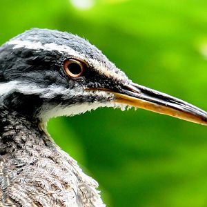 Apr. 2019 - Wings of the World - Sunbittern