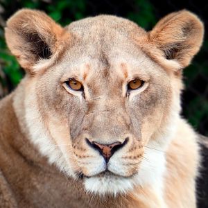 Apr. 2019 - Africa - Imani