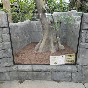 Apr. 2019 - Discovery Forest - New Linne's Two-toed Sloth Exhibit - Bottom Part