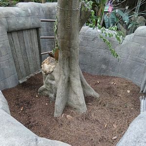 Apr. 2019 - Discovery Forest - New Linne's Two-toed Sloth Exhibit - Bottom Part