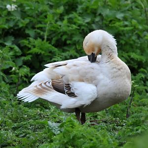 Slimbridge WWT identification please?