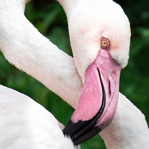 Apr. 2019 - Africa - Greater Flamingo