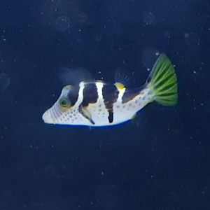 Canthigaster valentini