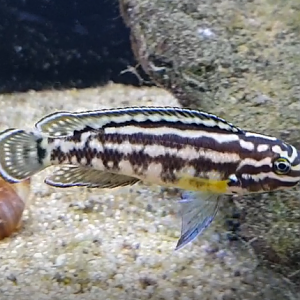 Julidochromis marlieri