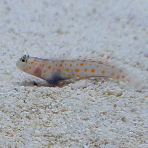 Spotted prawn goby - Amblyeleotris guttata