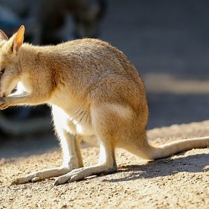 Agile Wallaby juvenile