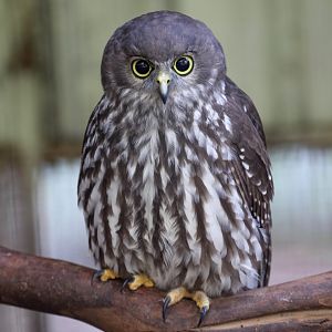 Barking Owl