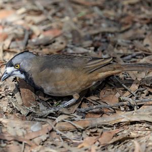 Crest Bellbird male