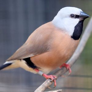 Black-throated Finch