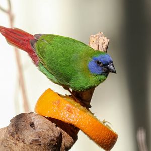 Blue-faced Parrotfinch