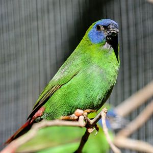 Blue-faced Parrotfinch