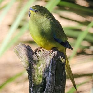 Blue-winged Parrot
