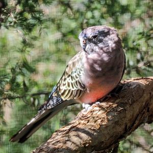 Bourke's Parrot