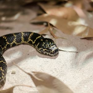 Broad-headed Snake