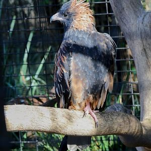 Black-breasted Buzzard