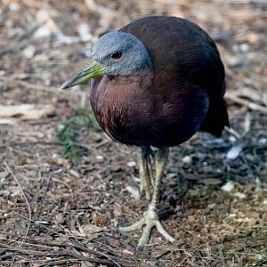 Chestnut Rail