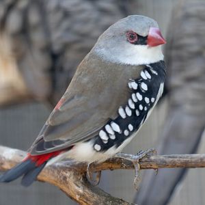 Diamond Firetail