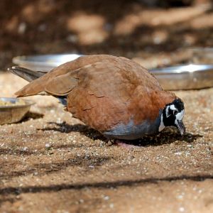 Flock Bronzewing