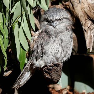 Tawny Frogmouth