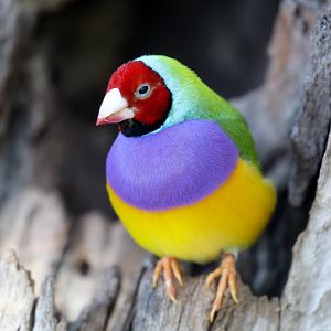 Gouldian Finch