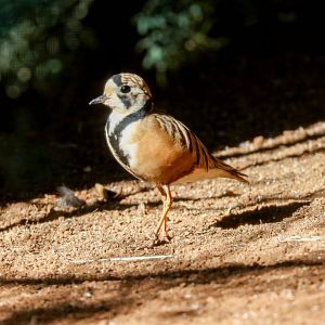 Inland Dotterel