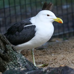 Kelp Gull