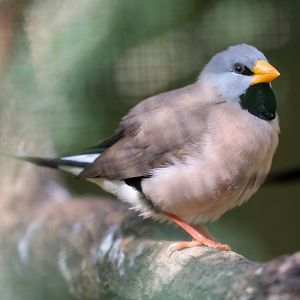 Long-tailed Finch