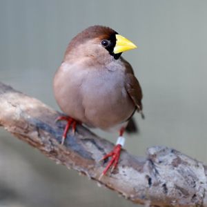 Masked Finch