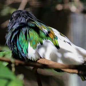 Nicobar Pigeon