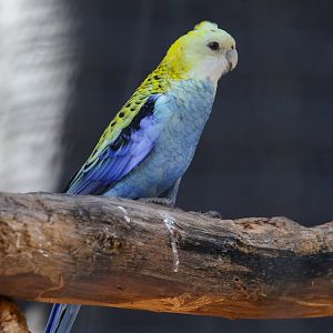 Pale-headed Rosella
