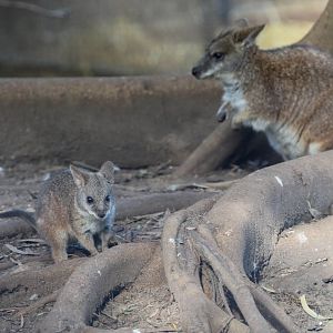 Parma Wallaby and joey