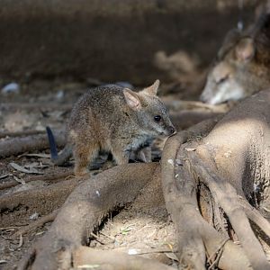 Parma Wallaby joey