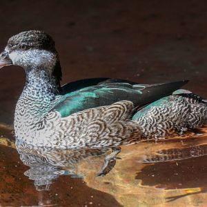 Green Pygmy Goose