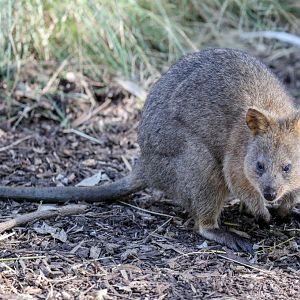 Quokka
