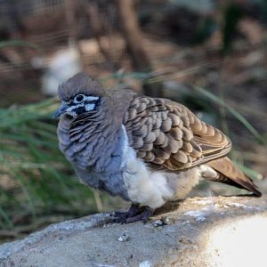 Squatter Pigeon