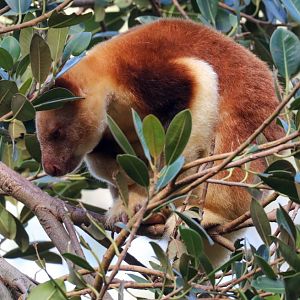 Goodfellows Tree Kangaroo
