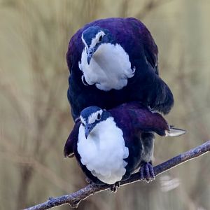 White-breasted Ground Doves