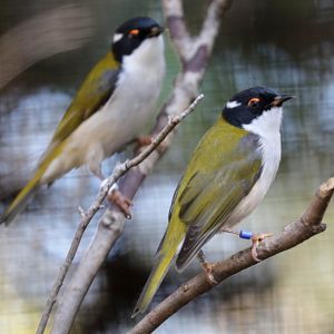 White-naped Honeyeaters