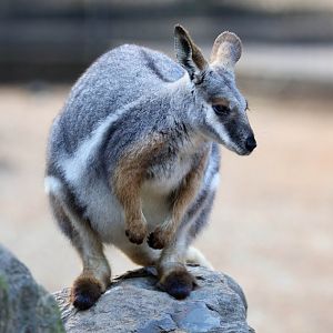 Yellow-footed Rock Wallaby