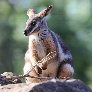 Yellow-footed Rock Wallaby